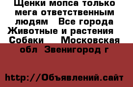 Щенки мопса только мега-ответственным людям - Все города Животные и растения » Собаки   . Московская обл.,Звенигород г.